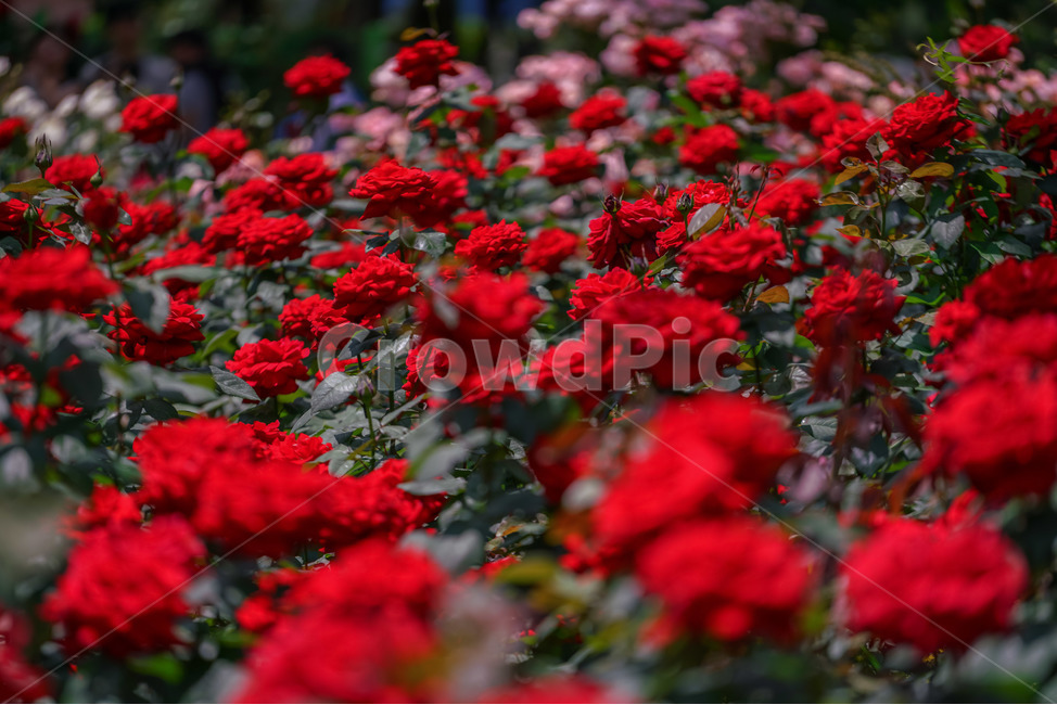 장미,5월의여왕,빨강,붉은장미,장미공원,대구,red,rose,roses,두류공원,이곡장미공원,꽃,봄,여름,식물,자연,plants,nature,꽃,flower
