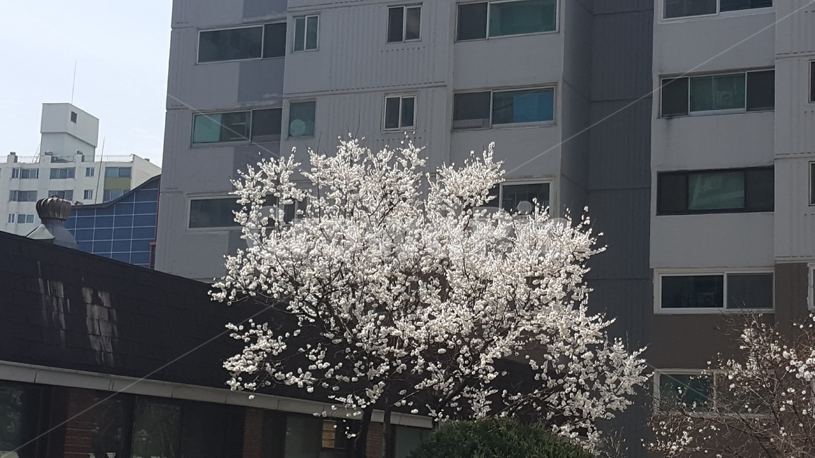 봄,꽃,봄꽃,매화,벚꽃,건축물,건물외관,exterior,building,structure,architecture,construction