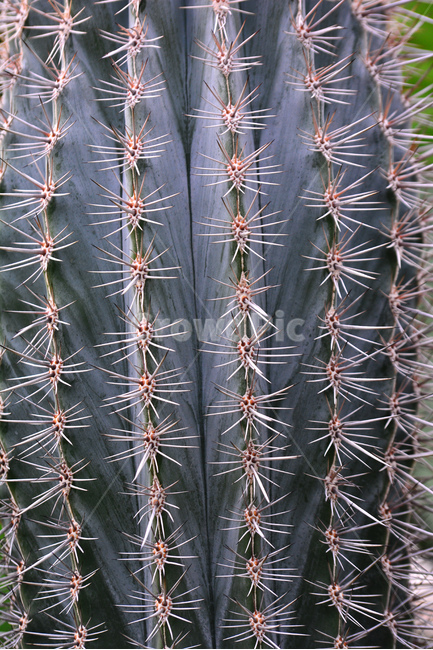 선인장,가시,상처,다육식물,디육이,식물,아열대식물,cactus,다육질,사막,plant,식물원,열대식물,예리함,날카로움,주의,보호,조심,안전,방어,thorn,식물,자연,plants,nature