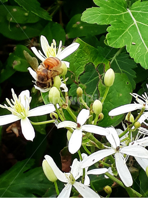 벌,야생화,꽃,flower,bee,식물,자연,plants,nature