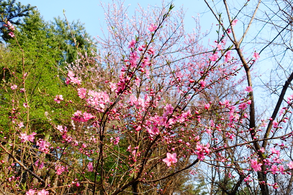 flower,꽃,plant,식물,봄,철쭉,식물,자연,plants,nature,꽃,flower