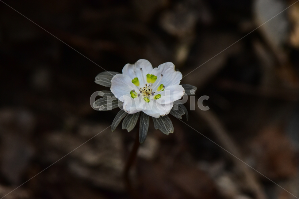 변산바람꽃,야생화,봄,꽃,흰색,자연,식물,식생,봄의전령사,풀꽃,미나리아재비과,plants,nature,spring,season,flower,식물,자연,plants,nature,꽃,flower