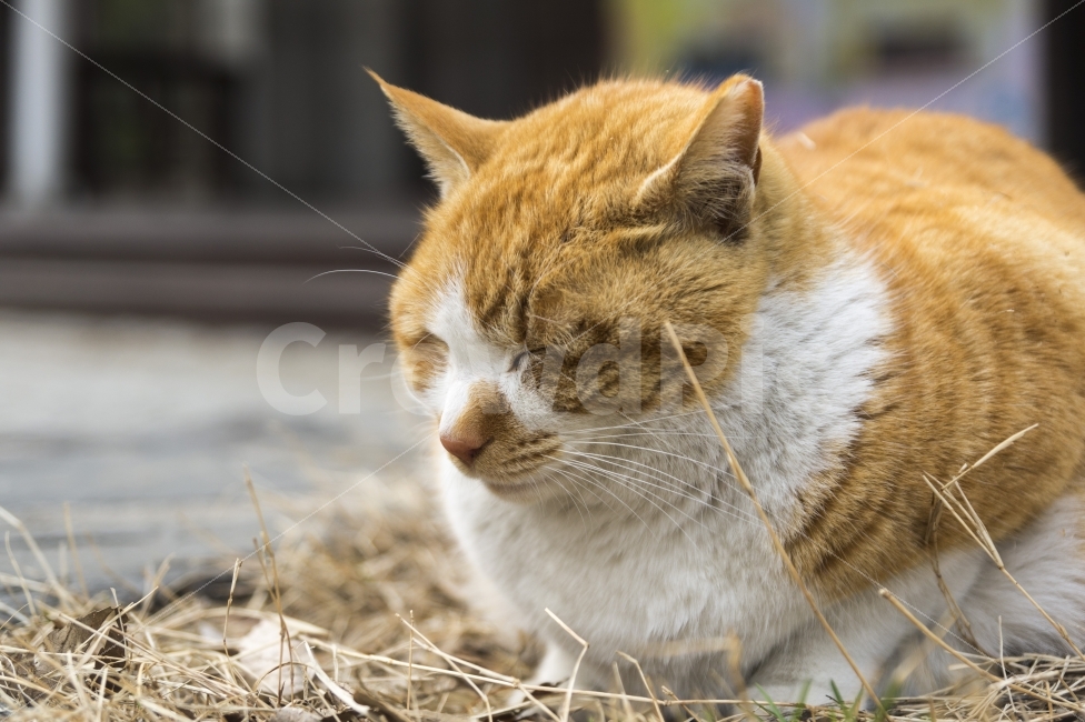 고양이,길고양이,동물,웃는동물,웃냥,동물,animal,포유류,mammal,고양이,cat,kitten,kitty