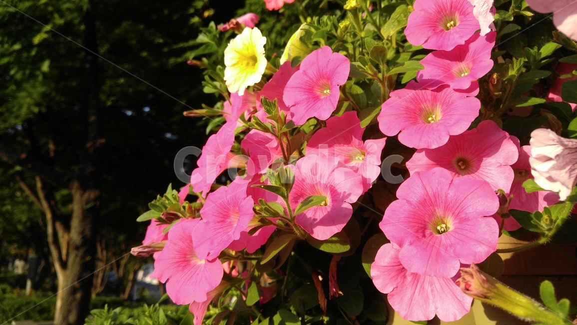 사피니아꽃,꽃,분홍색꽃,식물,분홍색,녹색,배경,감성,계절,flower,pinkflowers,flants,pink,green,background,emotional,season