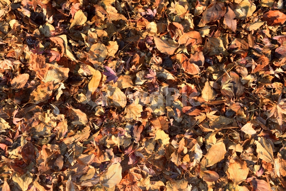 텍스쳐,패턴,백그라운드,바탕,무늬,문양,표면,흔적,텍스처,질감,재질,오래된,낙엽,나뭇잎,가을,겨울,마른,말라가는,식물,잎,가을,계절,fall,autumn,season,plant,leaf,tree,나무