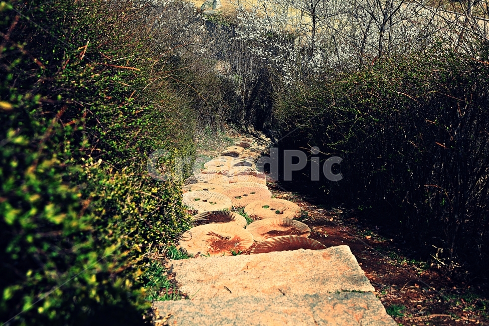 돌길,길,식물,자연,배경,풍경,자연,풍경,nature,landscape,flagstone,판석,ground,바닥
