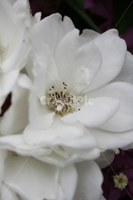 plant,식물,pollen,하얀꽃,흰색꽃,꽃,배경,자연
