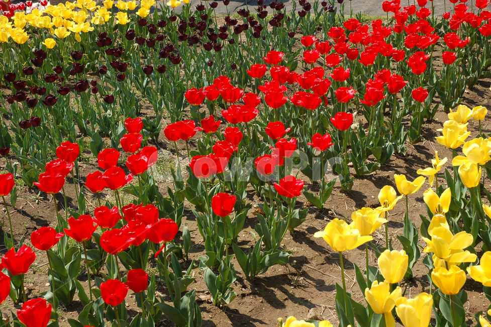 꽃,튤립,꽃밭,봄,붉은꽃,식물,자연,plants,nature,꽃,flower