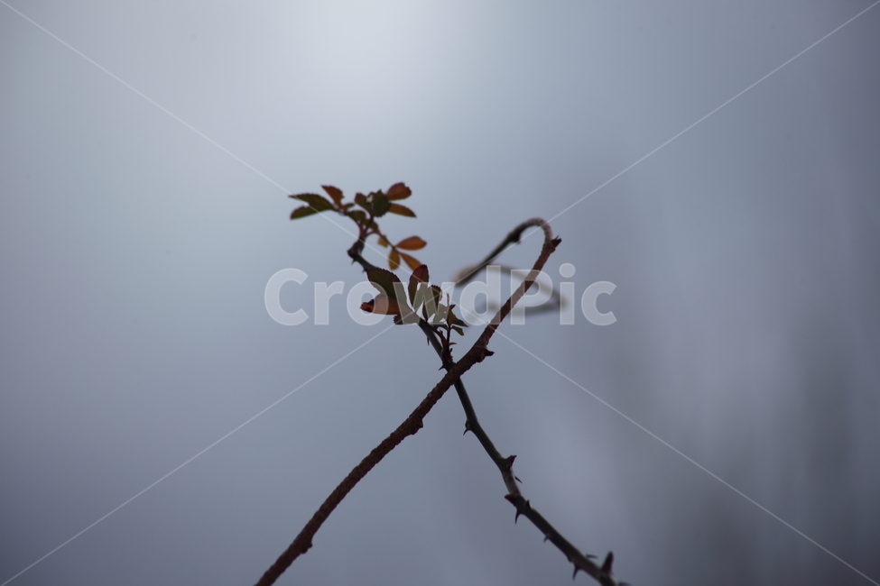 찔레나무,덩굴식물,식물,climbingplant,rosamultiflora,미역줄나무,tripterigium,식물,자연,plants,nature
