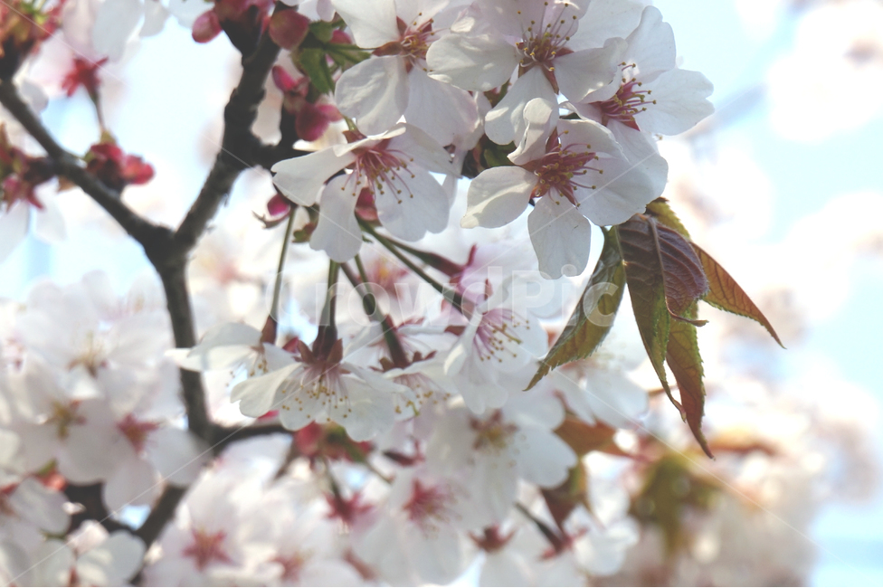 벚꽃,꽃,봄,식물,자연,계절,봄,계절,spring,season,식물,자연,plants,nature,꽃,flower,plant,blossom