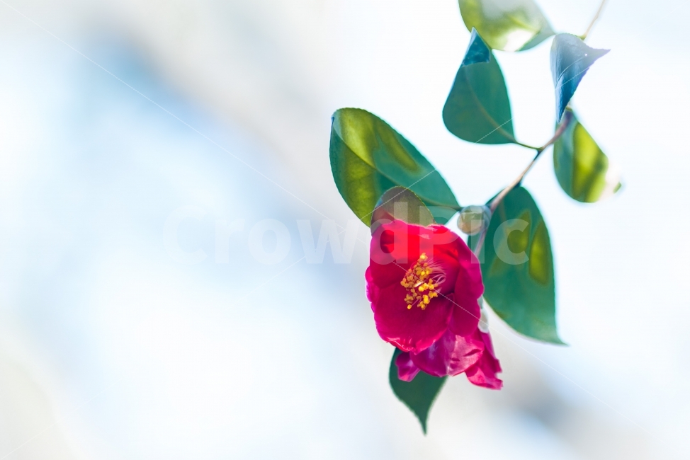 동백,수우도,통영,남해,꽃,동백꽃,식물,자연,plants,nature,꽃,flower
