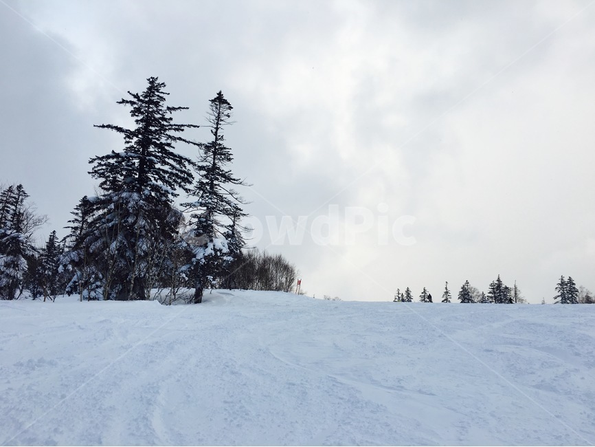 일본,삿포로,스키장,겨울,겨울풍경,나무,눈,적막,고요,winter,snow,tree,겨울,계절,winter,season,자연,풍경,nature,landscape,해외,외국,세계,foreign,oversea,world,세계자연풍경,해외자연풍경,외국자연풍경,world nature landscape,plant,식물,abies,아비,fir,전나무