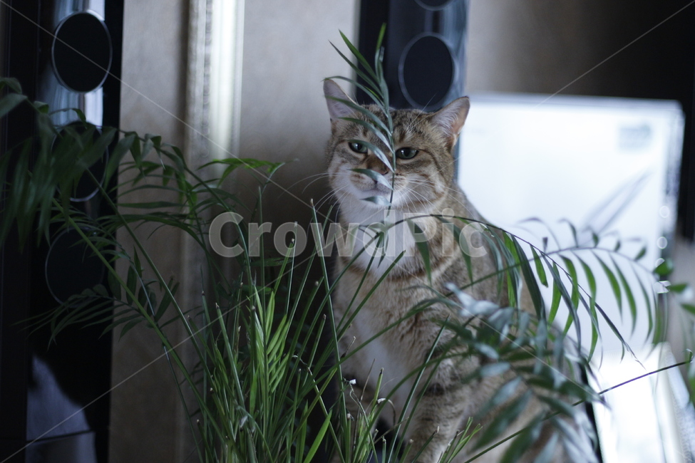 고양이,반려동물,반려묘,동물,길고양이,집사,애완동물,cat,pet,kitten,animal,동물,animal,고양이,cat,kitten,kitty