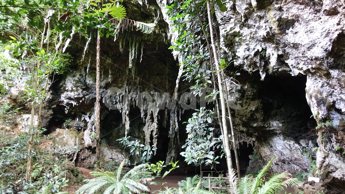 jungle,rainforest,정글,열대우림,숲,forest,green,초록,cave,grotto,동굴,오르텐스,오르텐스동굴,뉴칼레도니아