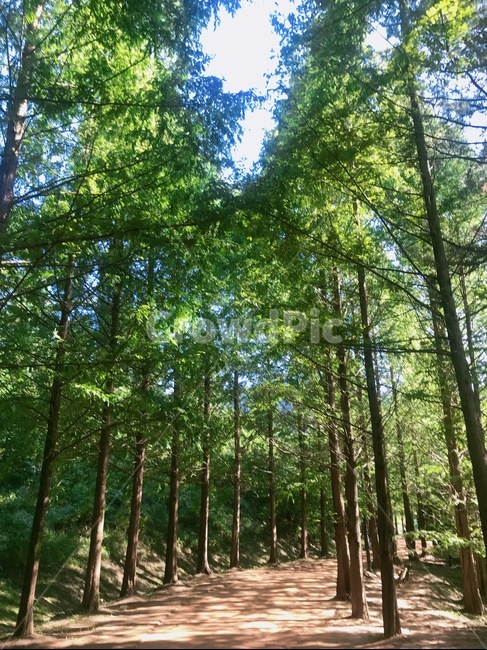 나무,메타세콰이어,수목원,하늘,황토,초목,식물,삼림지,숲,땅,자연,작은숲,vegetation,plant,woodland,forest,outdoors,land,nature,grove,tree,자연,풍경,nature,landscape,옥외,작은 숲,jungle,밀림