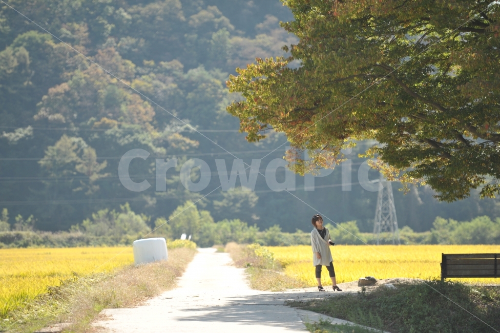 여행,아름다운길,가을,원정리,논,시골,마을,풍경,landscape,country,rural,town,사람,인물,인간,human,person,여성,여자,woman,female,lady
