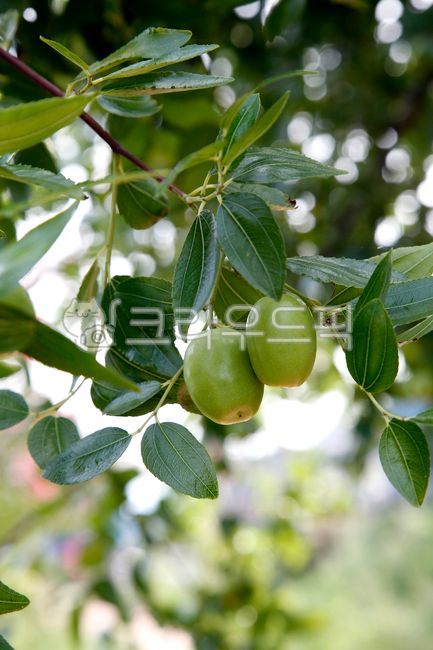 대추,덜읽은,초록대추,초록대추잎,연두색,초록색,대추나무,나뭇잎,식물