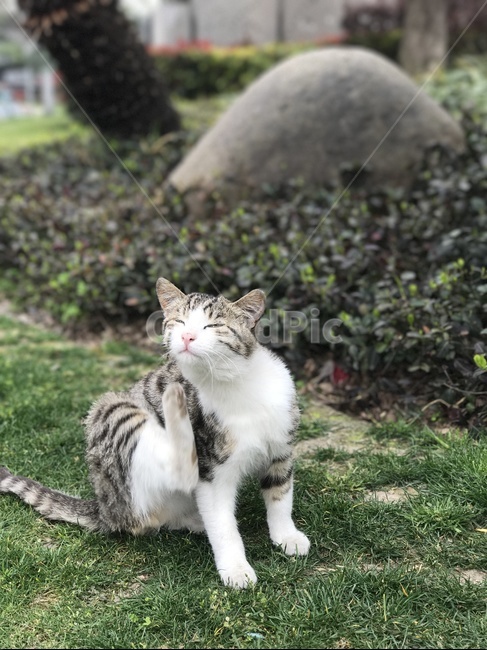 고양이,귀여운고양이,고양이뒷발,고양이휴식,고양이행동