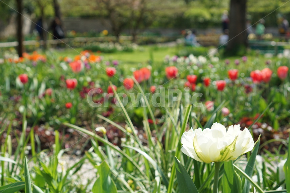 꽃,꽃밭,튤립,봄,식물,가든,정원,tulip,flower,gardening,spring,bloom,blossom,빨간꽃,흰색꽃