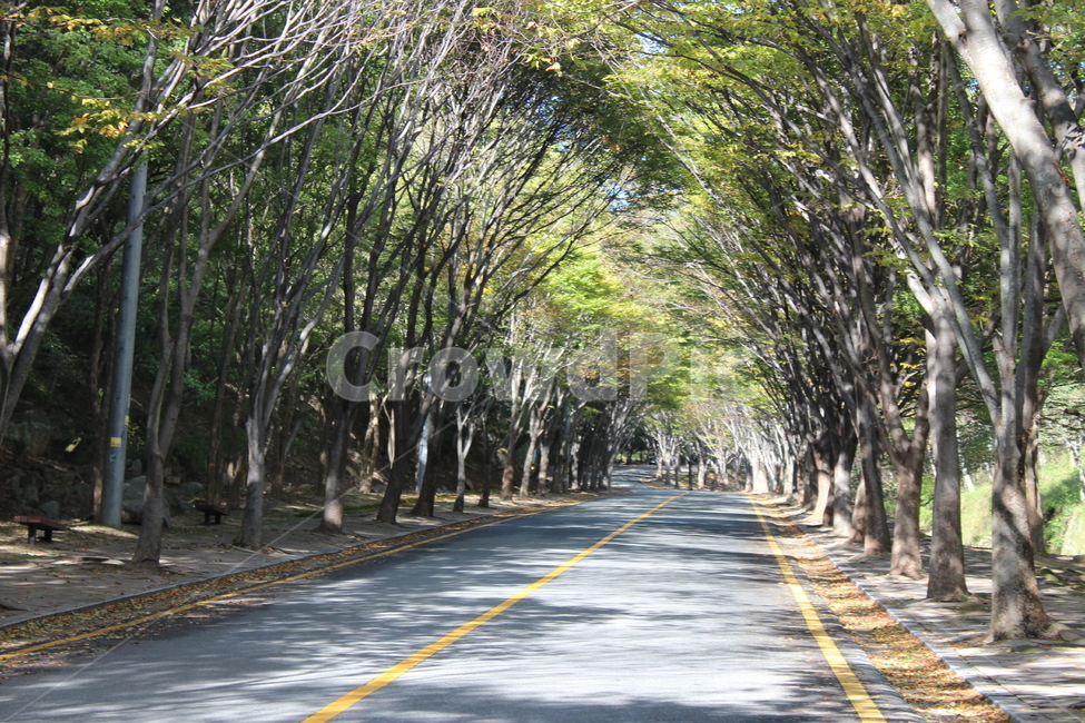 도로,나무터널,나무,예쁜길,road,자연,풍경,nature,landscape