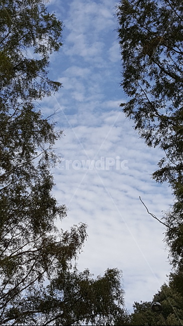 자연,경치,풍경,하늘,구름,자연,풍경,nature,landscape,tree,나무,plant,식물,fir,전나무