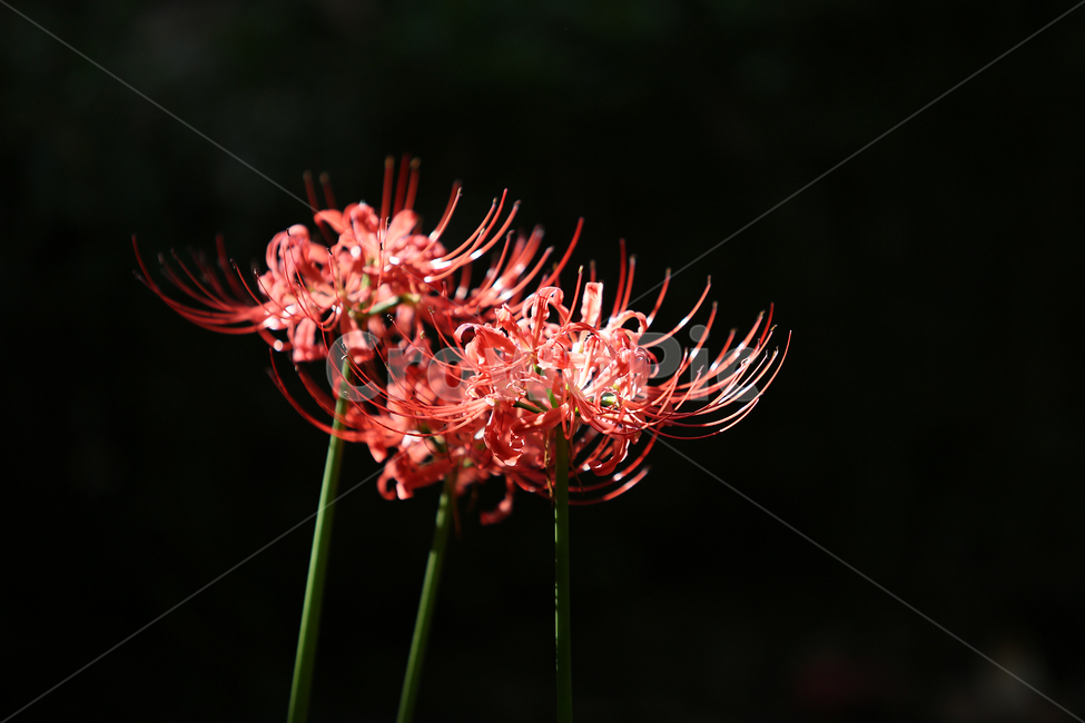 꽃무릇,빨강,꽃,redspider,red,flower,식물,자연,plants,nature,꽃,flower