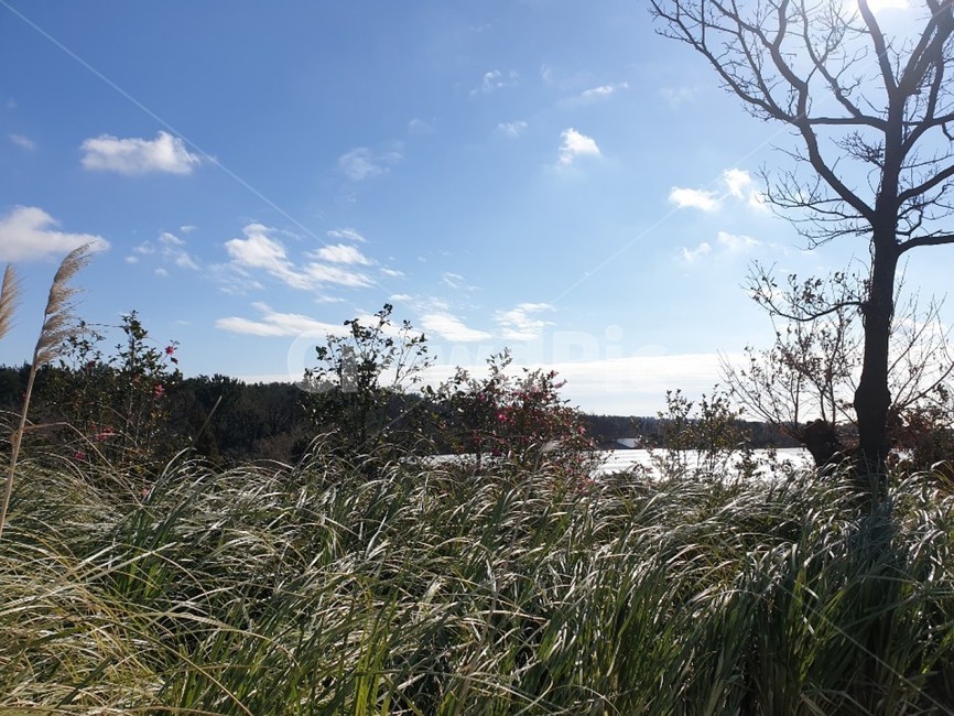 갈대,제주도,갈대밭,겨울,나무,풀,자연,풍경,nature,landscape,grass,잔디,plant,식물
