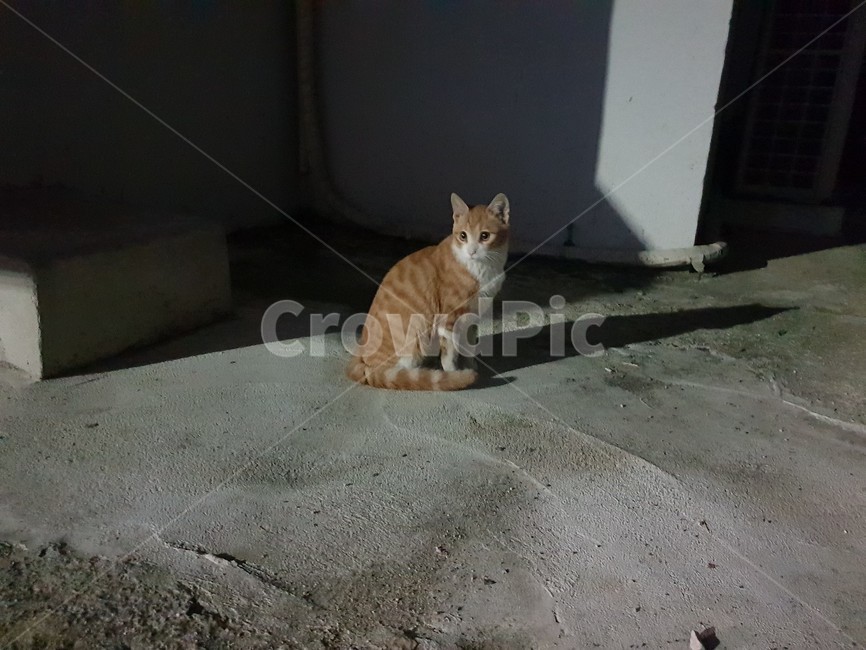 길고양이,고양이,코리안숏헤어,코숏,길냥이,개냥이,동물,animal,포유류,mammal,고양이,cat,kitten,kitty