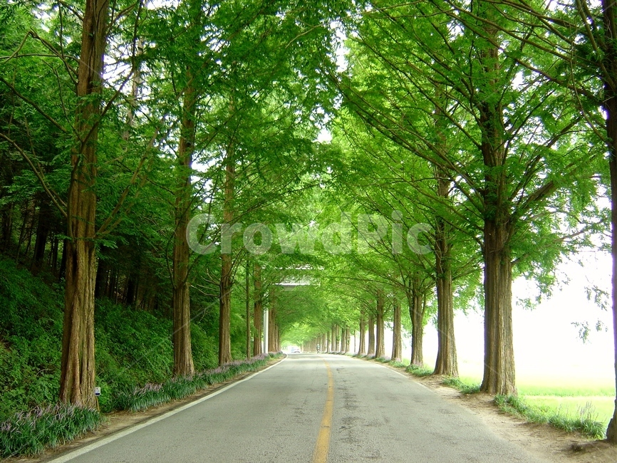 담양,메타세콰이어길,가로수,도로,풍경,자연,풍경,nature,landscape,road,highway,고속도로,freeway,고속 도로