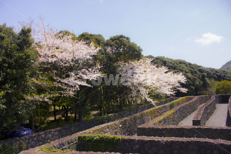 벚꽃,산,나무,구름,돌담,봄,계절,spring,season,plant,식물