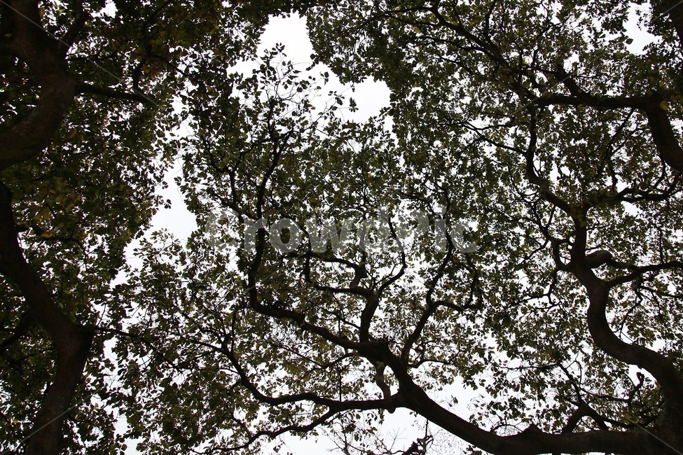 나뭇잎,식물,나무잎,나무가지,나무,식물,자연,plants,nature,나무,trees,wood