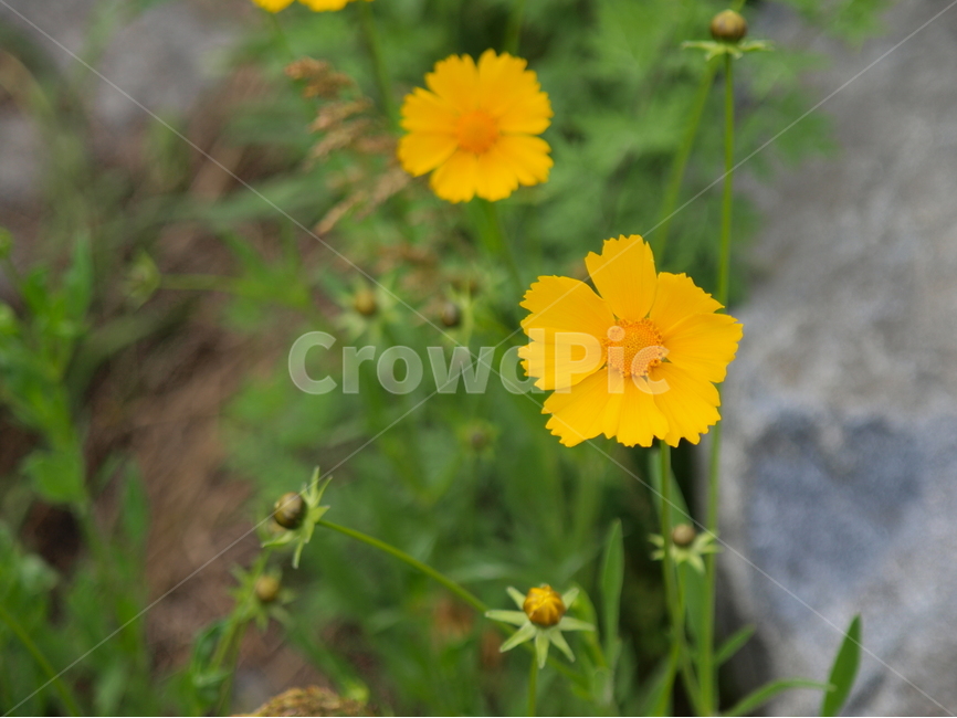들꽃,노란꽃,꽃,flower,꽃잎,식물,자연,plants,nature,꽃,flower