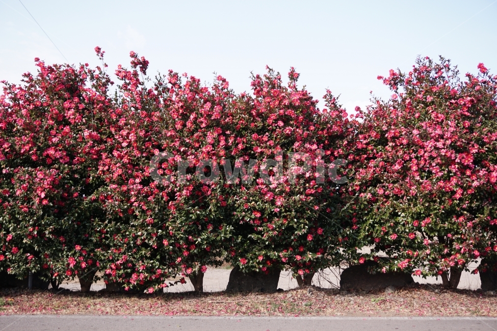 동백,꽃,겨울,자연,감성사진,자연,풍경,nature,landscape,식물,plants,꽃,flower,나무,trees,wood,감성,sensible,feeling,plant