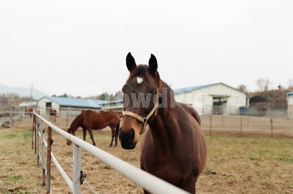농장,말,동물농장,농부,horse,mammal,포유류,animal,colthorse,동물,동물,animal,포유류,mammal