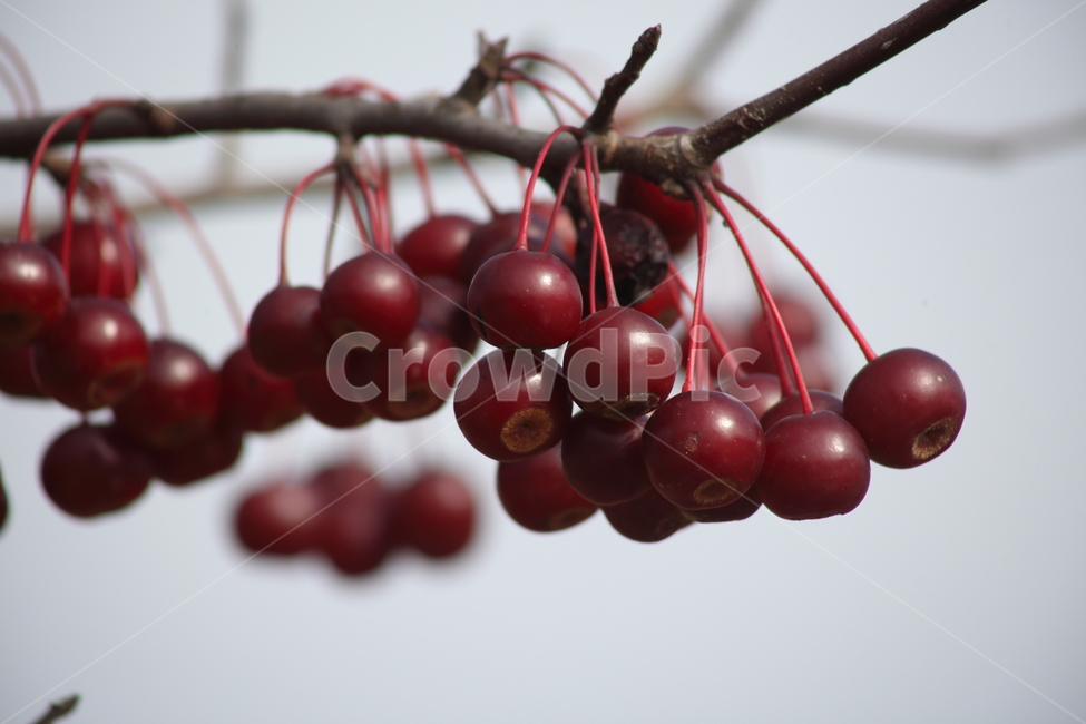꽃사과,사과,과일,열매,hallcrabapple,식물,자연,plants,nature,과일,열매,fruit