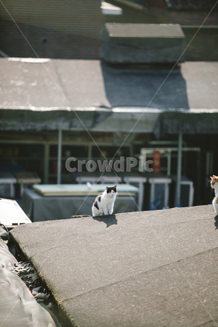 stray cat,cat,animal,back,cute