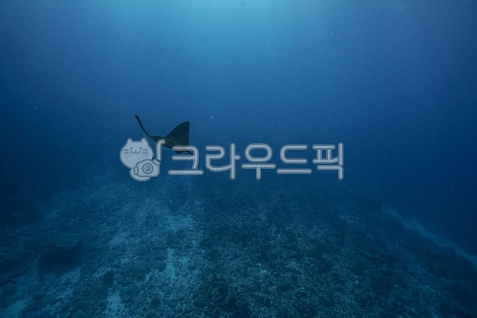 animal,동물,쥐가오리,해양생물,이글레이