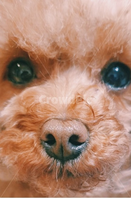 강아지,푸들,강아지얼굴,귀여운,귀여운강아지,동물,animal,포유류,mammal,개,강아지,dog,doggy