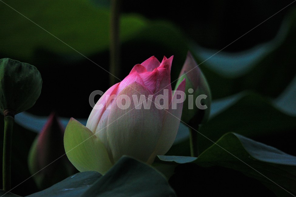 식물,연꽃,꽃,flower,flowerage,식물,자연,plants,nature,꽃,flower