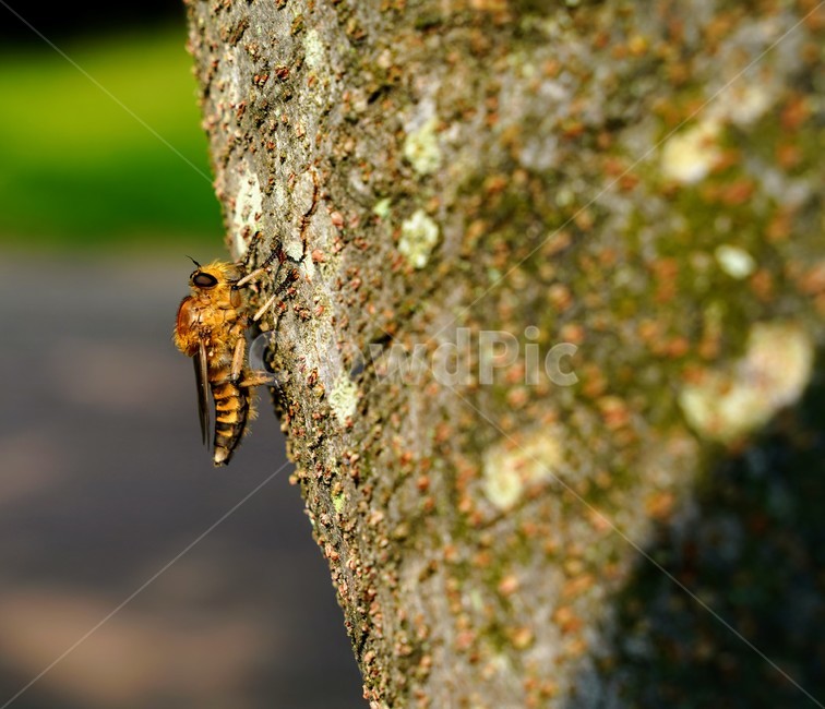 파리매,곤충,나무,벌레,육식곤충,포식동물,곤충,벌레,insect,bug