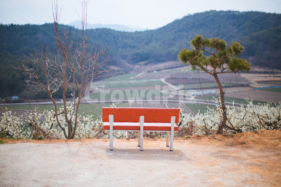 봄,매화,꽃,농장,자연,풍경,나무,자연,풍경,nature,landscape,bench,벤치