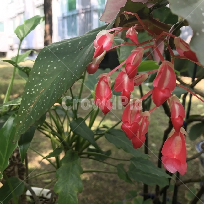 목베고니아,목베고니아페리윙클,중남미,열대성초화,꽃,식물,Flower,선홍색,식물,자연,plants,nature,꽃,flower