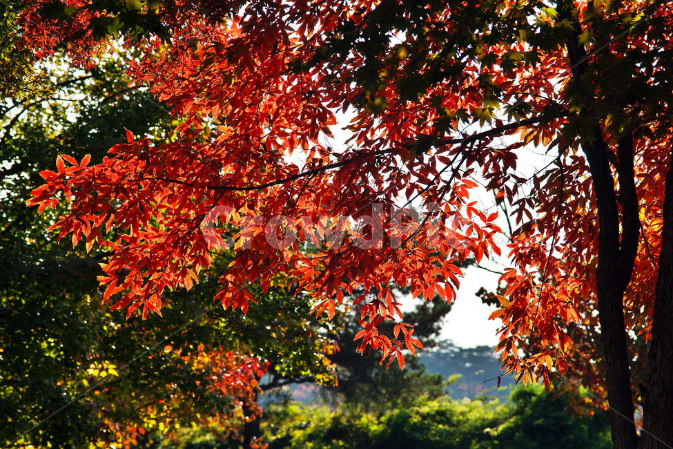 단풍,나무,가을,계절,붉은색,낙옆,단풍나무,자연,가을,계절,fall,autumn,season,자연,풍경,nature,landscape,leaf,잎,plant,식물,tree,maple