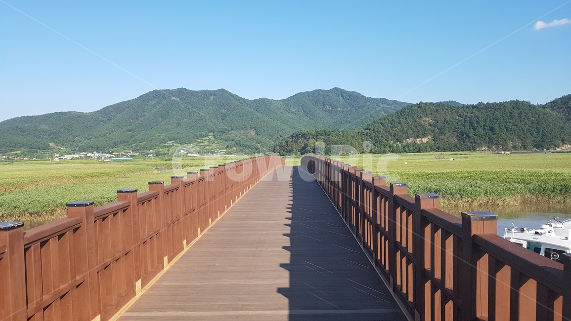 풍경,순천만,다리,평원,갈대,자연,풍경,nature,landscape
