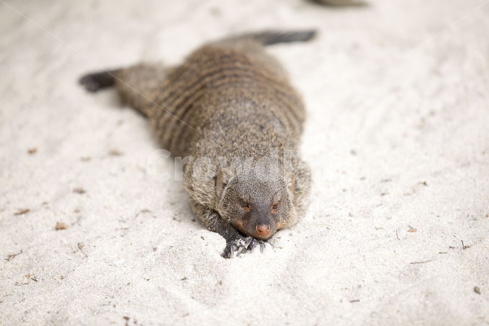 줄무늬몽구스,동물,애니멀,bandedmongoose,모래,휴식,지침,animal,rest,동물,animal,포유류,mammal
