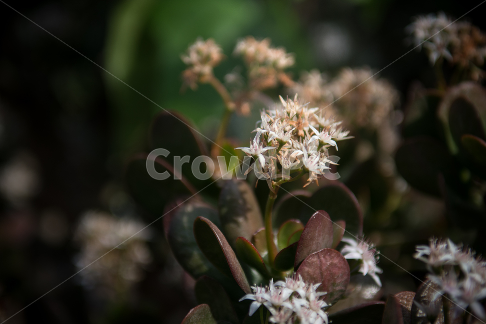 꽃,꽃잎,작은꽃,흰꽃,식물,식물원,클로즈업,식물,자연,plants,nature,꽃,flower