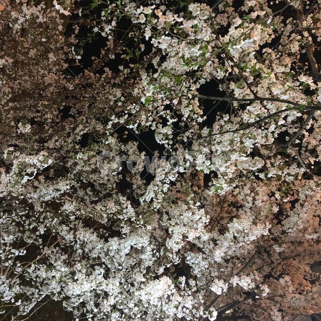 벚꽃,봄,꽃,자연,사랑,핑크