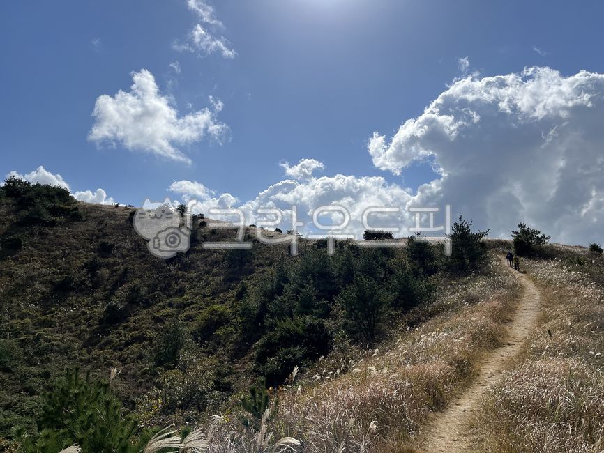 reed forest,clouds,mountaineering,peaceful,cloud,trail,path,reeds,Oreum,road,weather,silver grass,Jeju Island,climbing,sky,nature,tree,gravel,outdoors,autumn,wind