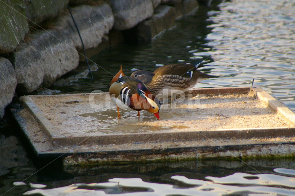 조류,원앙,animal,동물,bird,새,duck,오리,조류,새,birds