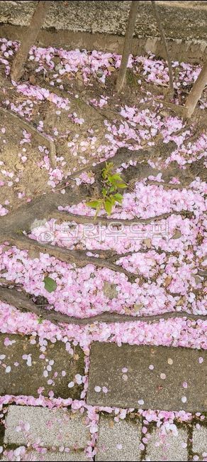 자연,nature,나무뿌리,벚꽃,flower,꽃,petal,꽃잎,path,길,leaf,잎